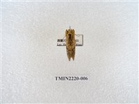 藏品(木舟蛾屬)的圖片